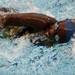 A girl competes in a freestyle event at Canham Natatorium on Monday, July 29. Daniel Brenner I AnnArbor.com